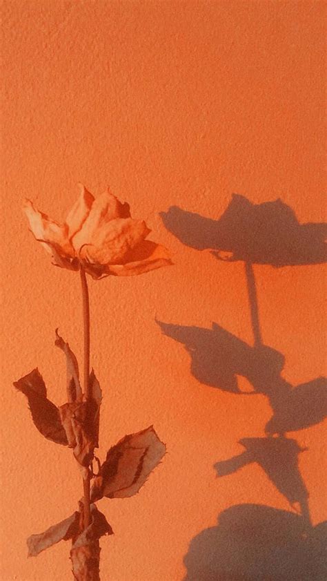 Download A Rose Is Growing In Front Of An Orange Wall Wallpaper ...