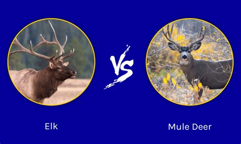 Elk vs Mule Deer: What Are The Differences? - A-Z Animals