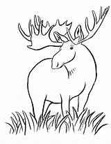Moose Colouring Pictures  Printable Forest Animals Coloring Pages For sketch template