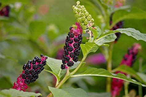 How to Get Rid of Pokeweed: Top Tips and Step-by-Step Guide