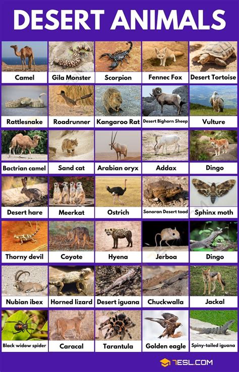 Desert Animals: 51 Common Animals That Live in the Desert • 7ESL in 2023 | Desert animals ...