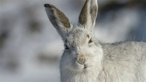 Mountain hare facing 'local extinction' despite promises | Protected species, Scottish mountains ...