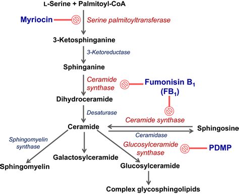 Sphingomyelin Synthesis