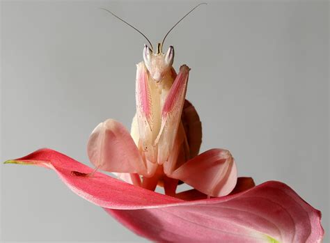 Sub-Adult Female Orchid Mantis | by scott cromwell Mantis Religiosa ...