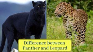 7 Structural Difference Between Panther and Leopard with Similarities ...