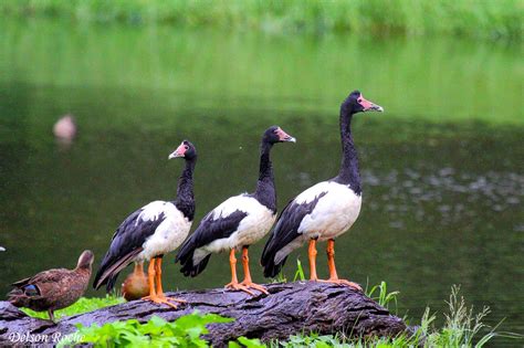 Friendly Animals: Magpie Goose