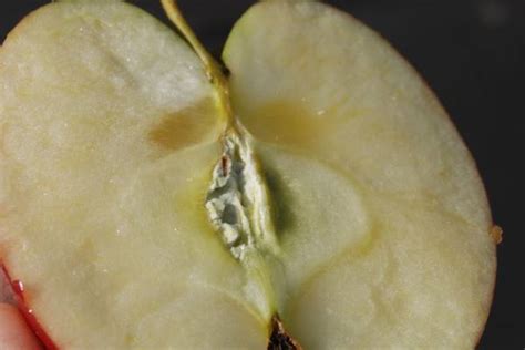 Callus tissue versus moldy core in apples - Apples