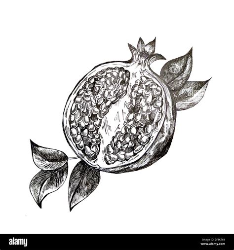 fruit pomegranate hand drawn illustration realistic sketch, healthy food, fruits Stock Photo - Alamy