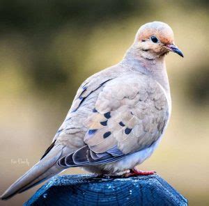 Mourning-dove-pictures | Petcon News Me