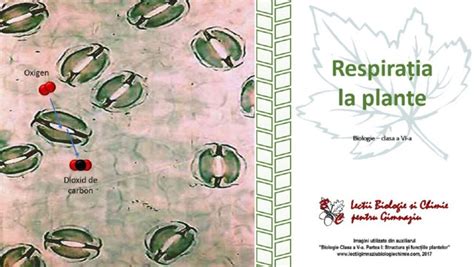 Respiratia La Plante 1 | PDF