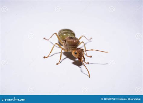 Weaver ant queen. stock photo. Image of ants, hero, animal - 100590732