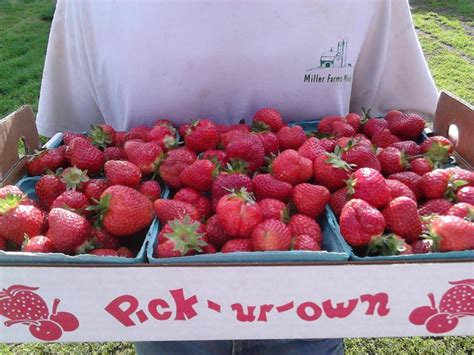 Pick-ur-own! – Miller Farms Market