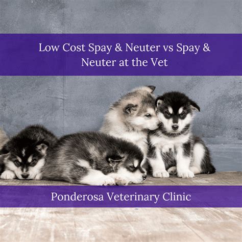 low-cost-spay-neuter | Ponderosa