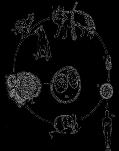 Life cycle of Echinococcus multilocularis. Red fox (1) and arctic fox... | Download Scientific ...