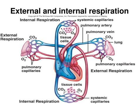 External Vs Internal Respiration - samim