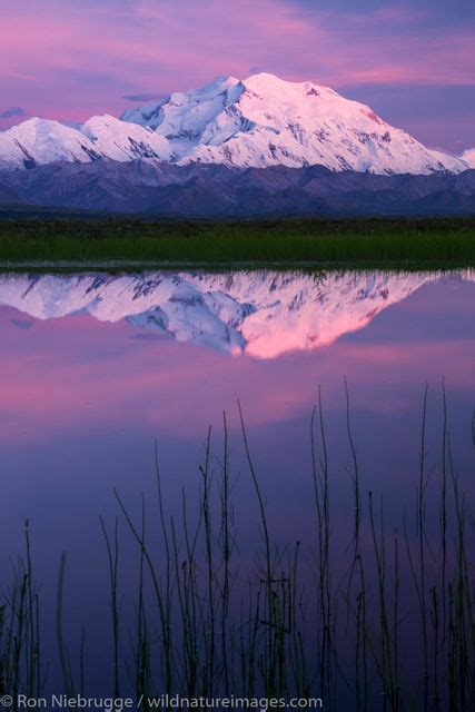 Denali Photos - Pictures and Photos of Denali | Photos by Ron Niebrugge