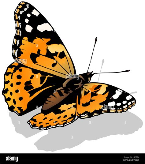 Painted Lady Butterfly Stock Vector Image & Art - Alamy