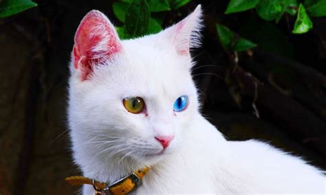 Turkish Van Cat Personality and Characteristics • OurFriends4Ever