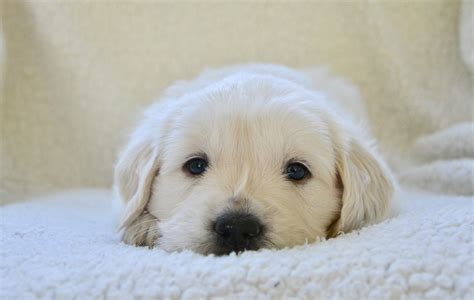 How Much Does A Golden Retriever Puppy Cost? - The Goldens Club