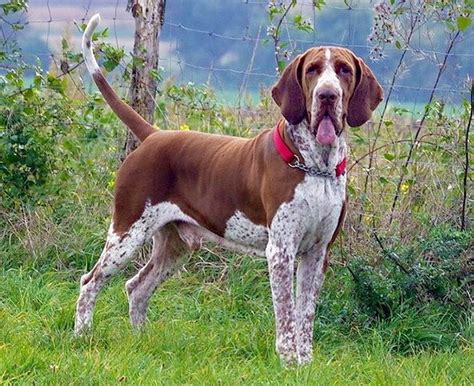 Bracco Italiano - Temperament, Lifespan, Shedding, Puppy