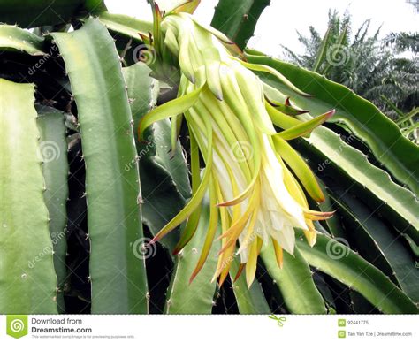 Pitaya Flowers stock image. Image of cactus, beautiful - 92441775