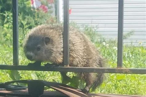 How To Get Rid Of Groundhogs In The Garden - 5 Easy Ideas To Try