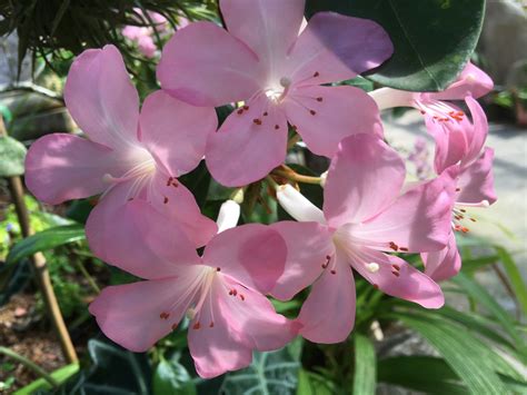 Photo Gallery - Vallarta Botanical Gardens