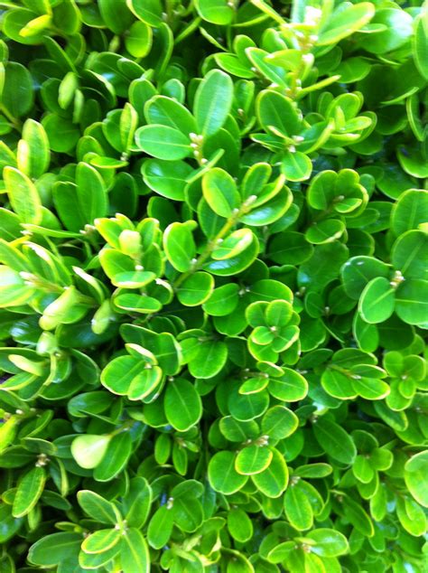 Buxus sempervirens - Box - Thorpe Trees