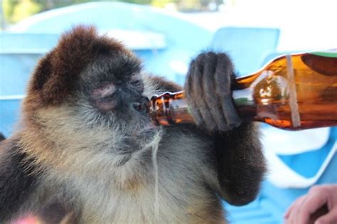 One Drunk Monkey - After 12 - funny pictures, party fails, party poopers, fail blog, fails