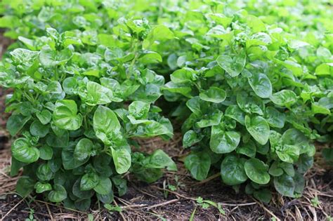 Growing Cress: Best Varieties, Planting Guide, Care, Problems, and Harvest