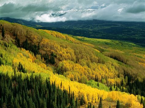 Aspen Forest in Early Fall Ohio Pass Gunnison National Forest Colorado 1600 x 1200 picture ...