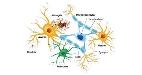 Scientists Say: Glia