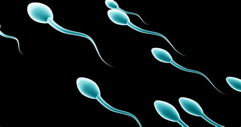 What is a Sperm Morphology Test?