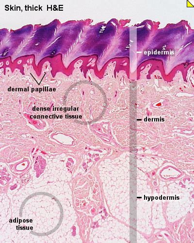 ISF- Histology- Skin Flashcards | Quizlet