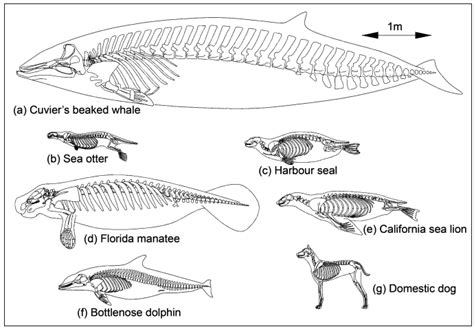 The skeleton of a Cuvier’s beaked whale, (a)... - Marine Science in a Drop