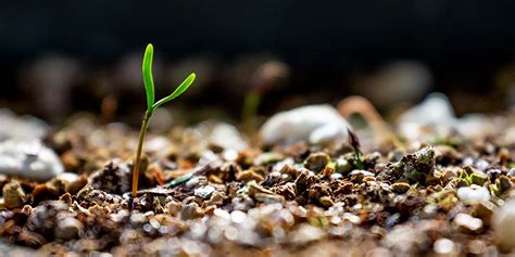 How to Grow a Redwood Tree from Seed | Turtle Island Restoration Network