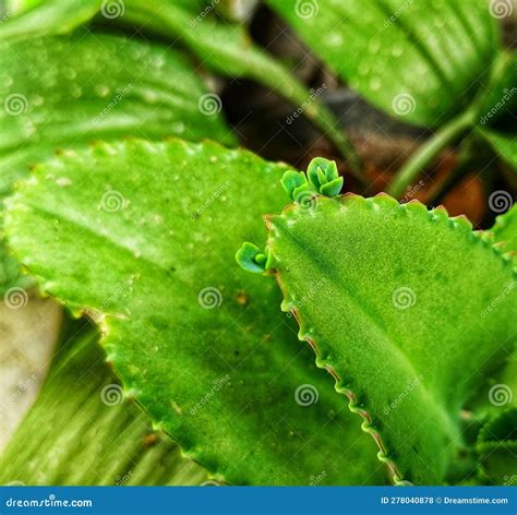 Preventive Budding on Kalanchoe Laetivirens or Cocor Bebek Stock Photo - Image of flower ...