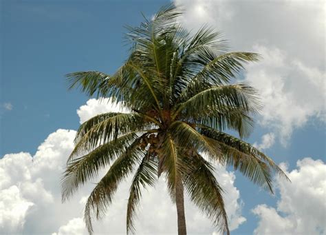 Coconut Tree Free Stock Photo - Public Domain Pictures