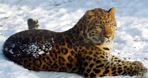 Save the Wildlife: Critically Endangered: Amur Leopards