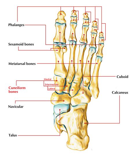 Lateral Cuneiform – Earth's Lab