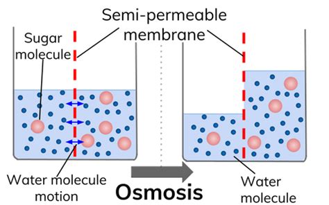 What are Osmosis and Diffusion? Diagram and Differences