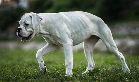 What Is The Life Expectancy Of A White Boxer Dog