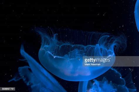 930 Moon Jellyfish Habitat Stock Photos, High-Res Pictures, and Images - Getty Images