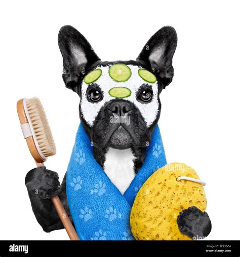 dog spa wellness Stock Photo - Alamy