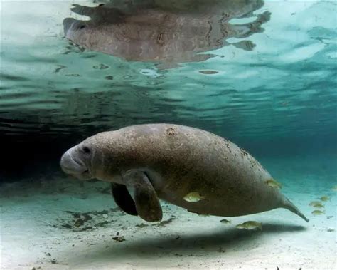 Manatee Facts For Kids | Herbivorus Marine Mammal