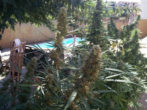 Mr. Weed Mass (Mr. Hide Seeds) :: Cannabis Strain Info