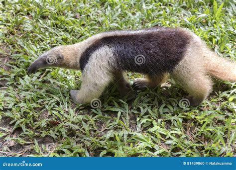 Baby anteater stock photo. Image of mammal, mustelidae - 81439860