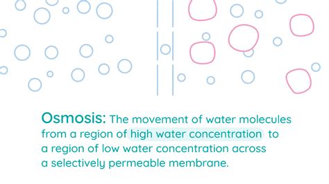 Demonstrate Osmosis Using Visking Tubing | Studyclix