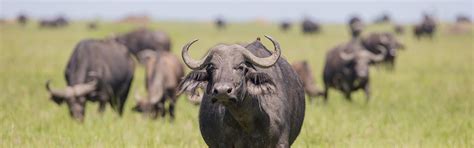 Water buffalo – Johne's Information Center – UW–Madison