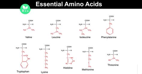 Essential Amino Acids: Functions, Requirements, Food Sources